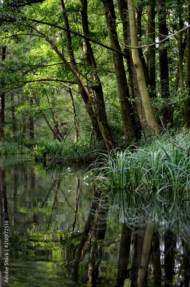 Obraz premium Spreewald