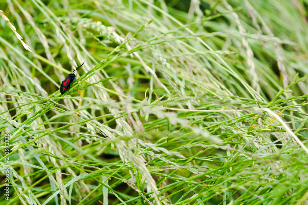 Black and red spotted insect with long antenna Black and red spotted insect with long antenna