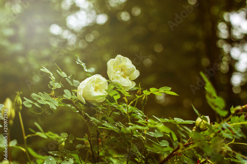 wild white rose