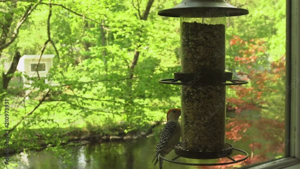 Red-bellied Woodpecker Eats from Bird Feeder and Flies Away over River Red-bellied Woodpecker Eats from Bird Feeder and Flies Away over River