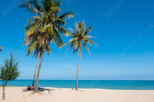 Fototapeta Naklejka Na Ścianę i Meble -  coconut tree on the beach (selective focus and tone adjustment applied)