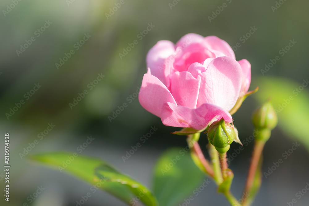 Pretty Polyantha rose, pink flowers 'The Fairy'. Close up of a single pink flower with shallow depth of field and soft focus background. Copy space.