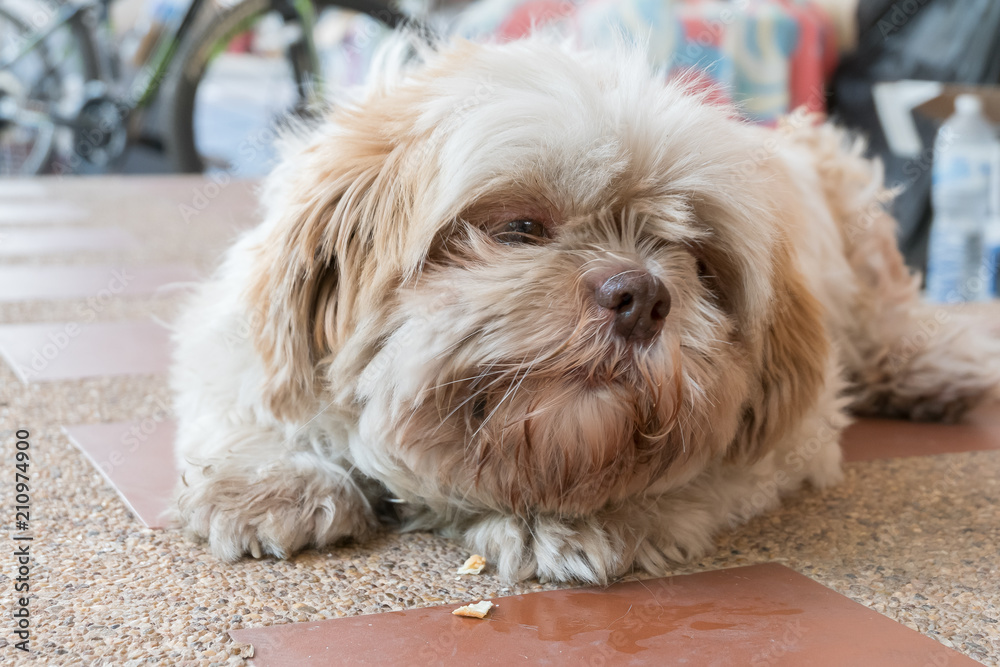 happy (shih tzu) dog eating biscuit looking happy but with dirty fur (with selective focus and tonal adjustment) happy (shih tzu) dog eating biscuit looking happy but with dirty fur (with selective focus and tonal adjustment)