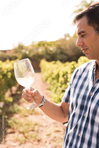 Man in a vineyard staring at a glass