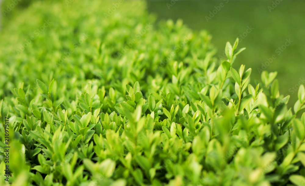 close up photo of boxwood bush, green leaves of bush texture, blurred natural green background close up photo of boxwood bush, green leaves of bush texture, blurred natural green background
