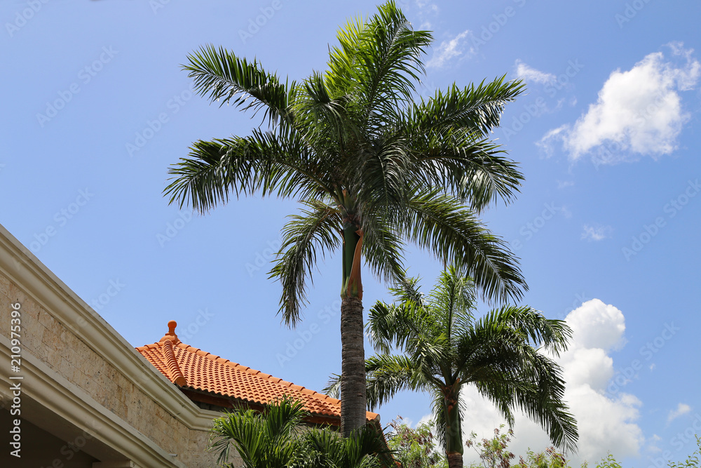 Beautiful leaves of the palm