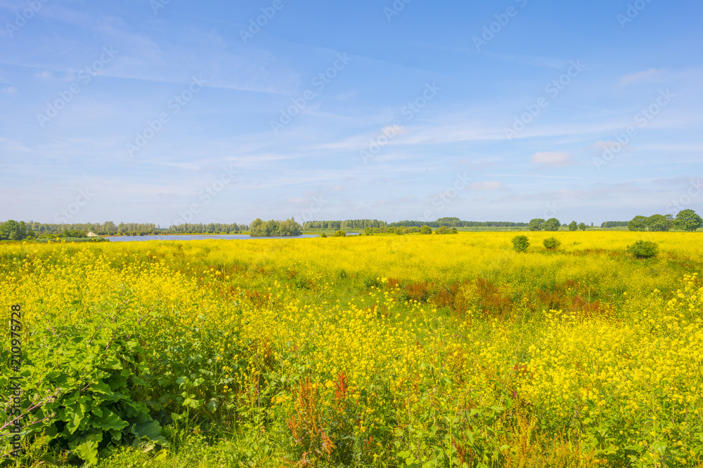 Wild flowers in a field below a blue cloudy sky in summer
