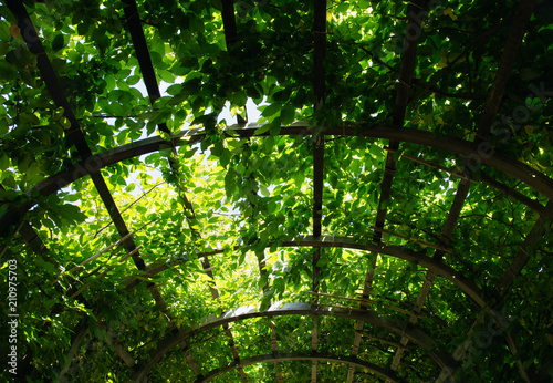 Up view of green tree tunnel 