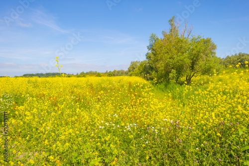 Wild flowers in a field below a blue cloudy sky in summer 