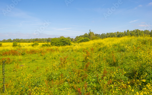 Wild flowers in a field below a blue cloudy sky in summer 