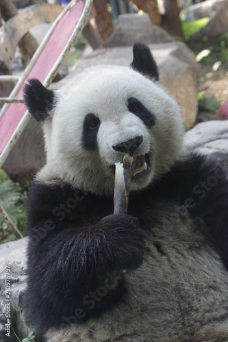 Fototapeta Naklejka Na Ścianę i Meble -  Giant Panda, Meng Lan, Enjoys Eating Bamboo Shoot, Beijing, China
