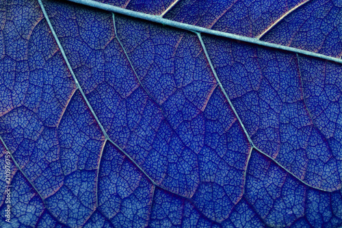 classic blue color abstract macro texture leaf close up
