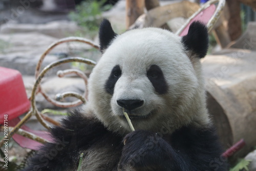 Fototapeta Naklejka Na Ścianę i Meble -  Giant Panda, Meng Lan , Enjoys Eating Bamboo Leaves, Beijing, China