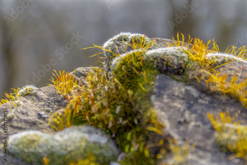 moss on rock formation