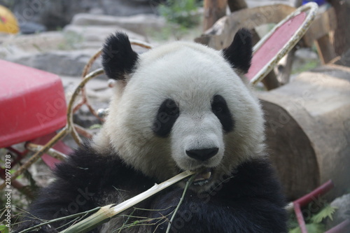 Fototapeta Naklejka Na Ścianę i Meble -  Giant Panda, Meng Lan , Enjoys Eating Bamboo Leaves, Beijing, China