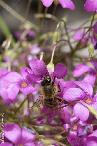 A Bee Collecting Pollen on Pink Flower Bed