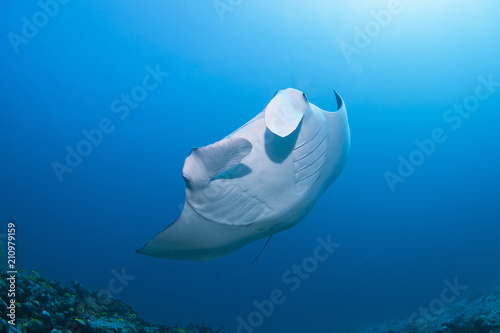 Devil ray approaching a cleaner station in clear blue water photo