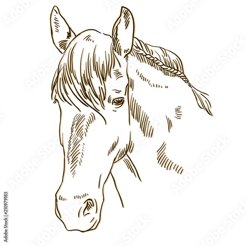 Vector image of an horse on white background. Outline sketch illustration of beautiful horse portrait one line