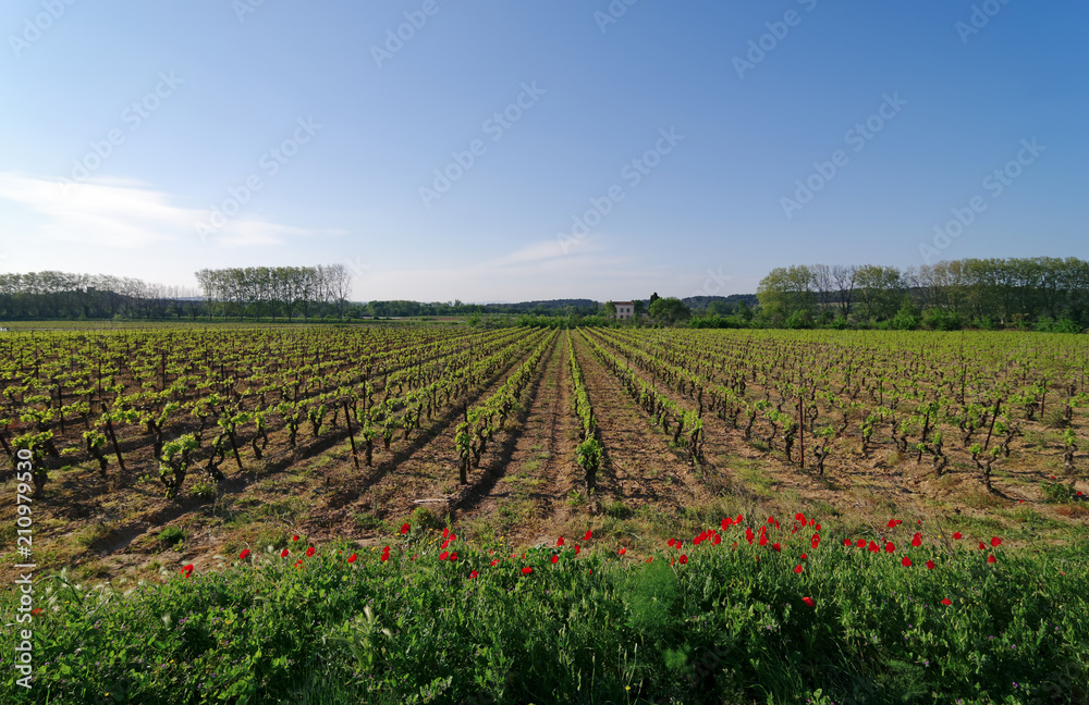 Poppies and vineyards in the Languedoc Wine Route