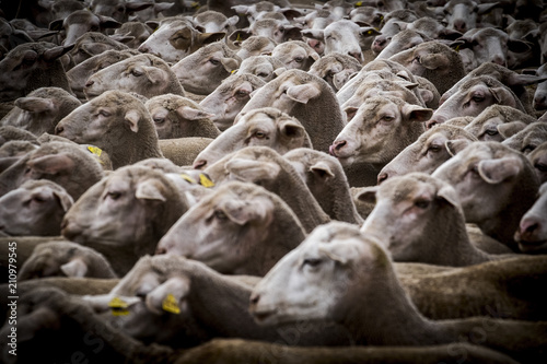 flock of sheep on a transhumance route