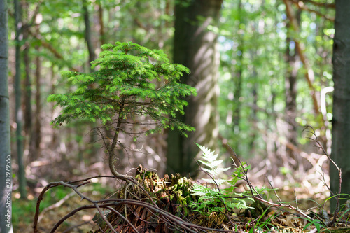 A naturally growing bonsai tree in the forest. A small coniferous tree, pine or spruce.