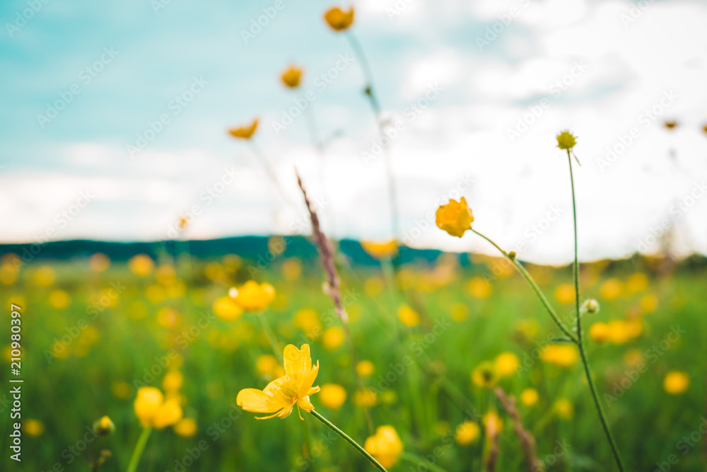 yellow small flowers in an alpine meadow