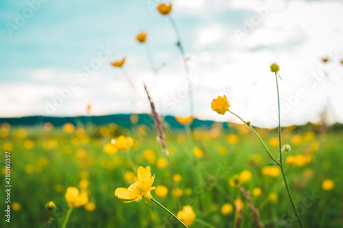 yellow small flowers in an alpine meadow © Crisp
