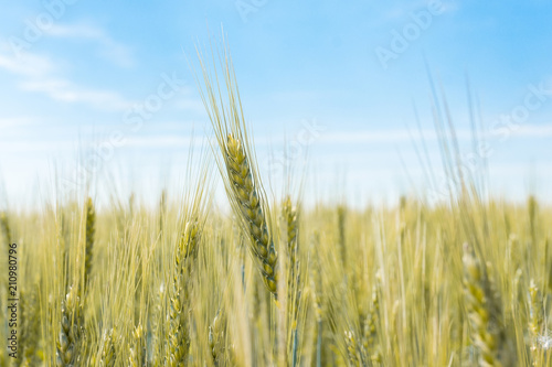 Wheat field in the village