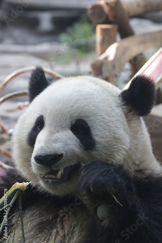 Fototapeta Naklejka Na Ścianę i Meble -  Giant Panda, Meng Lan , Enjoys Eating Bamboo Leaves, Beijing, China
