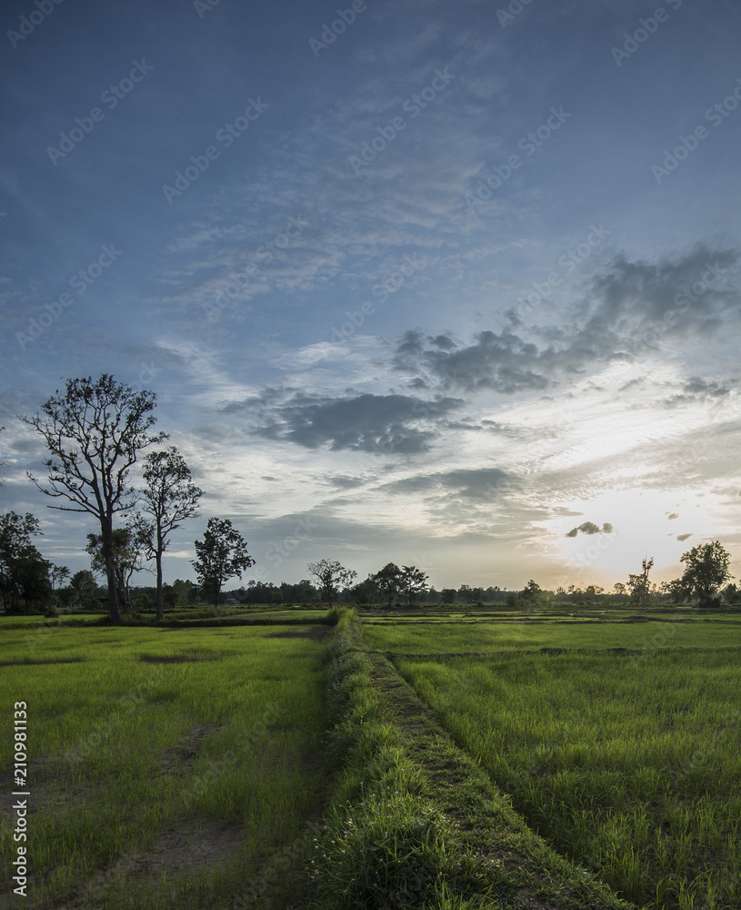 Walk way through rice field used when field is waterlogged