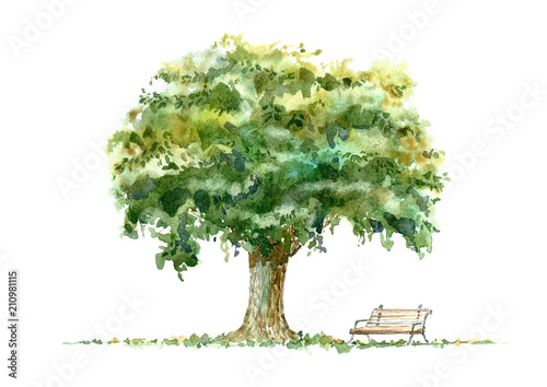 Oak and bench.Deciduous tree. Watercolor hand drawn illustration.White background.