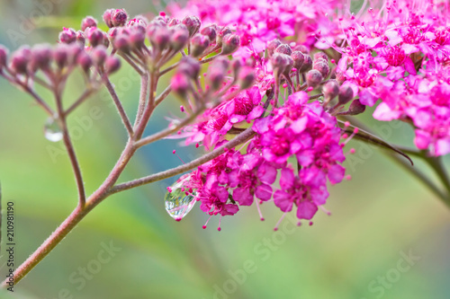 Small decorative pink flowers with long stamens with dew drops on stems