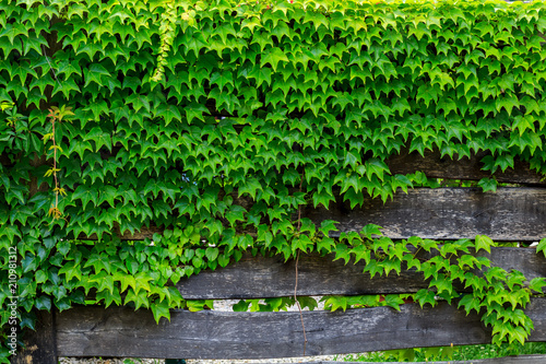 Old worn wooden fence boards, which are covered in a wild grapes. (Parthenocissus tricuspidata)