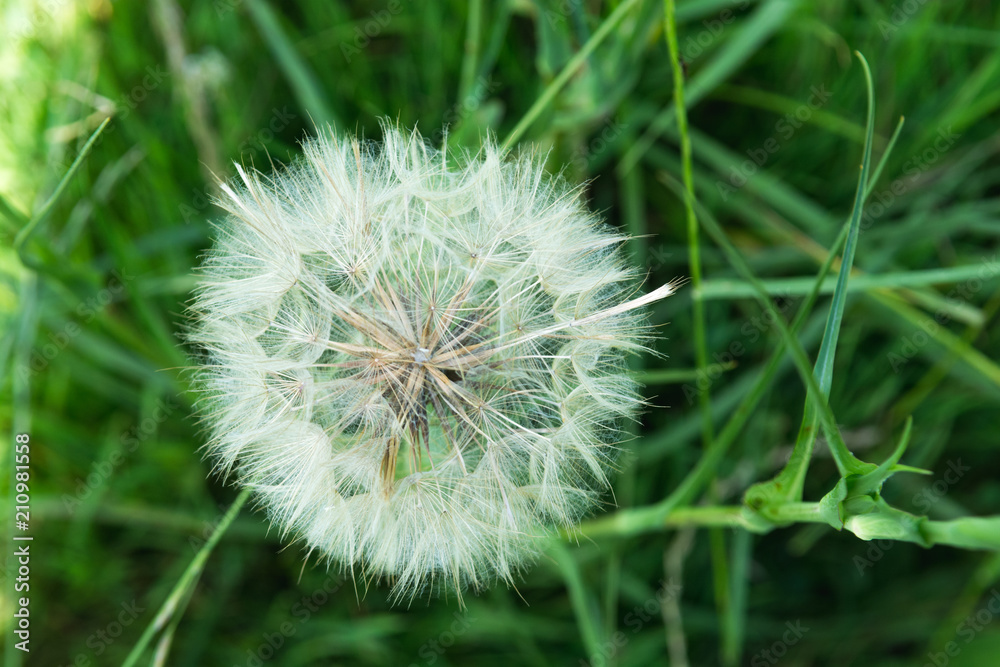 Large white dandelion growing in a summer meadow Large white dandelion growing in a summer meadow
