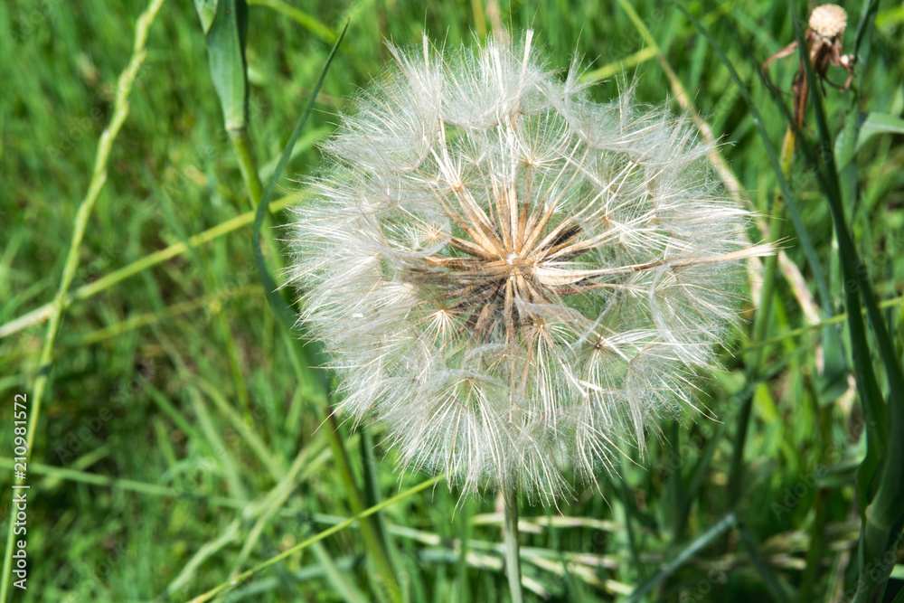 Large white dandelion growing in a summer meadow Large white dandelion growing in a summer meadow