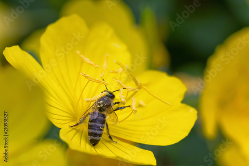 Honey bee collects pollen from an yellow flower
