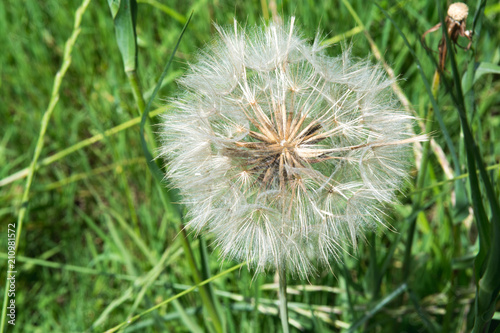 Large white dandelion growing in a summer meadow