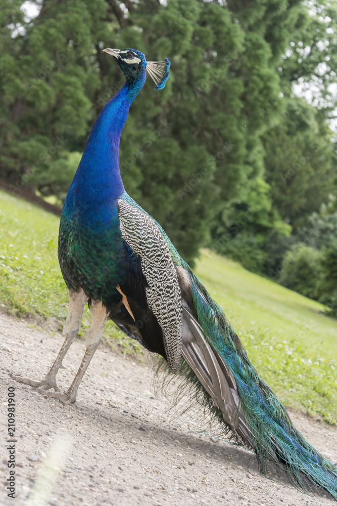 Fototapeta premium Peacocks at the Bagatelle Park, Paris.