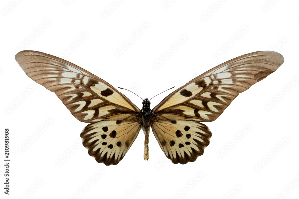Fototapeta premium butterfly Druryeia antimachus m