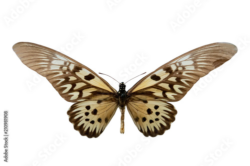 butterfly Druryeia antimachus m