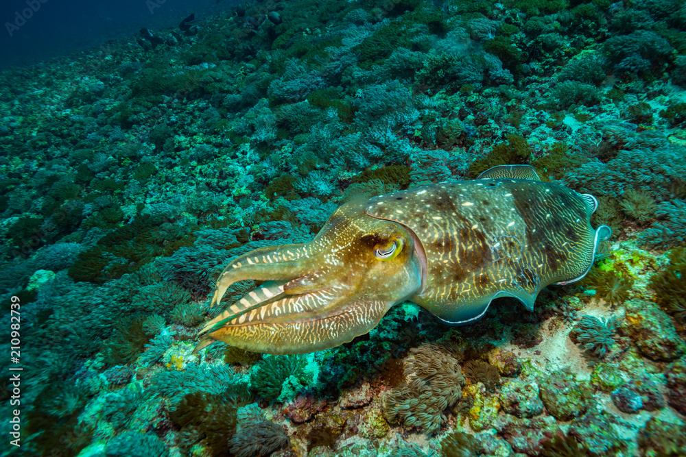 Naklejka premium Cuttlefish