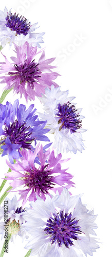 Isolated image of flower close-up © cooperr