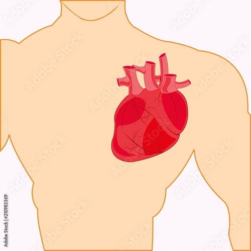 Body of the person and heart