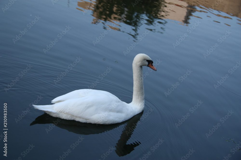 swan swan