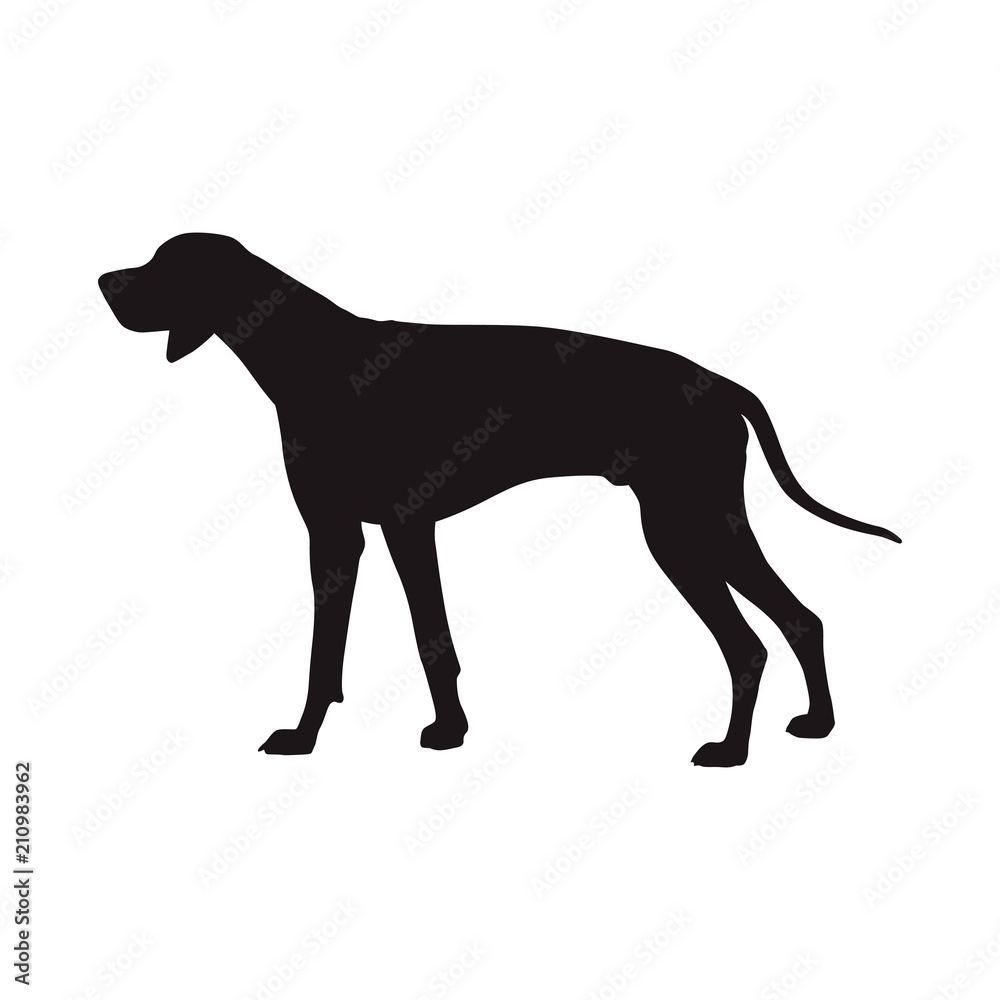 Dog vector silhouette, side view. Rhodian ridgeback. Hungarian Short-haired Pointing Dog