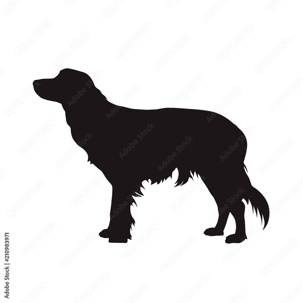 Kooikerhondje, little cager dog vector silhouette. Side view