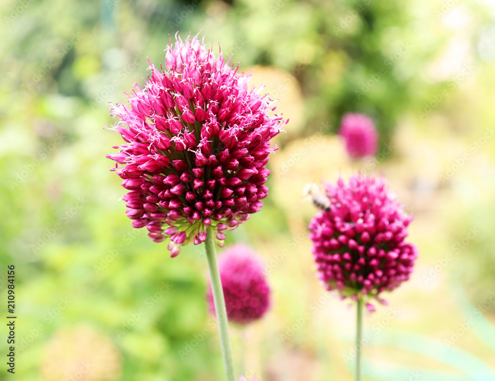 Fototapeta premium Allium Drumstick, also known as sphaerocephalon, produces two-toned, Burgundy-Green flower heads. The flowers open green, then start to turn purple. Amaryllidaceae family.