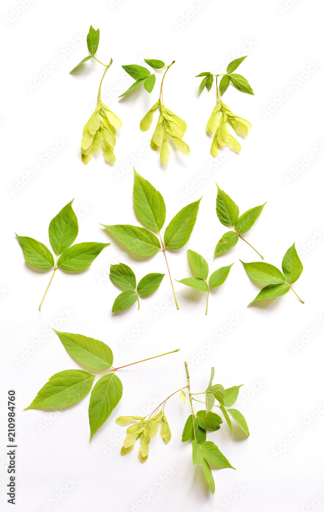 maple leaves and seeds on branches with on background isolated for floral design composition maple leaves and seeds on branches with on background isolated for floral design composition
