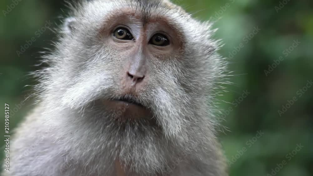 5 in 1 Close up of a beautiful and quiet adult monkey in the Monkey Forest in Ubud, Bali. Shot in normal speed and Slow Motion. Footage with a nice depth of field. 5 in 1 Close up of a beautiful and quiet adult monkey in the Monkey Forest in Ubud, Bali. Shot in normal speed and Slow Motion. Footage with a nice depth of field.