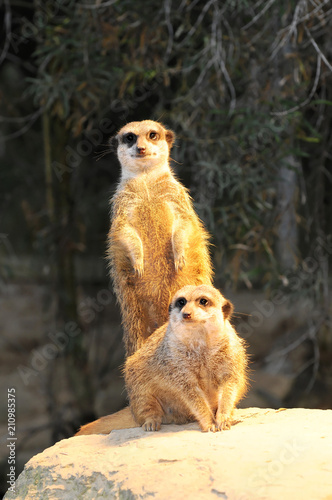 Erdmännchen (Suricata suricatta), stehen, aufmerksam, Vorkommen Afrika, captive